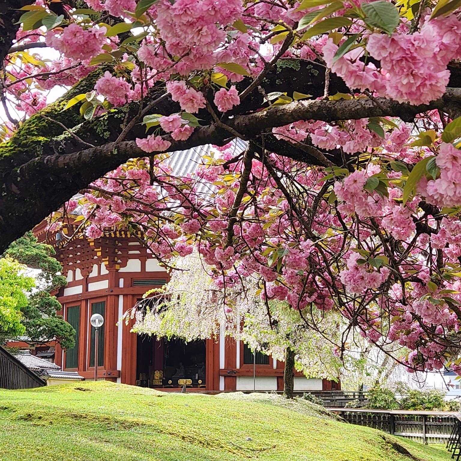 興福寺　