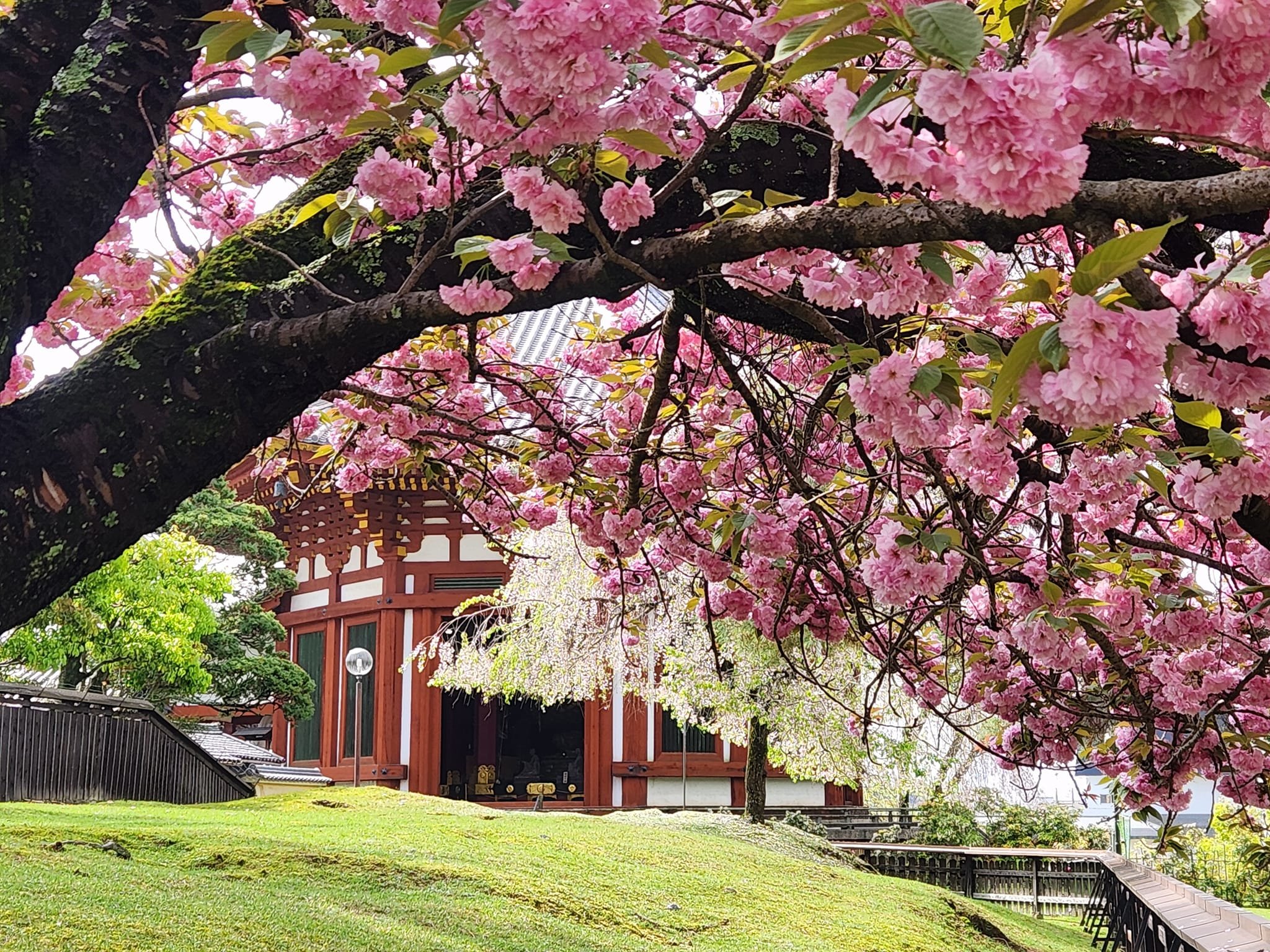 興福寺　