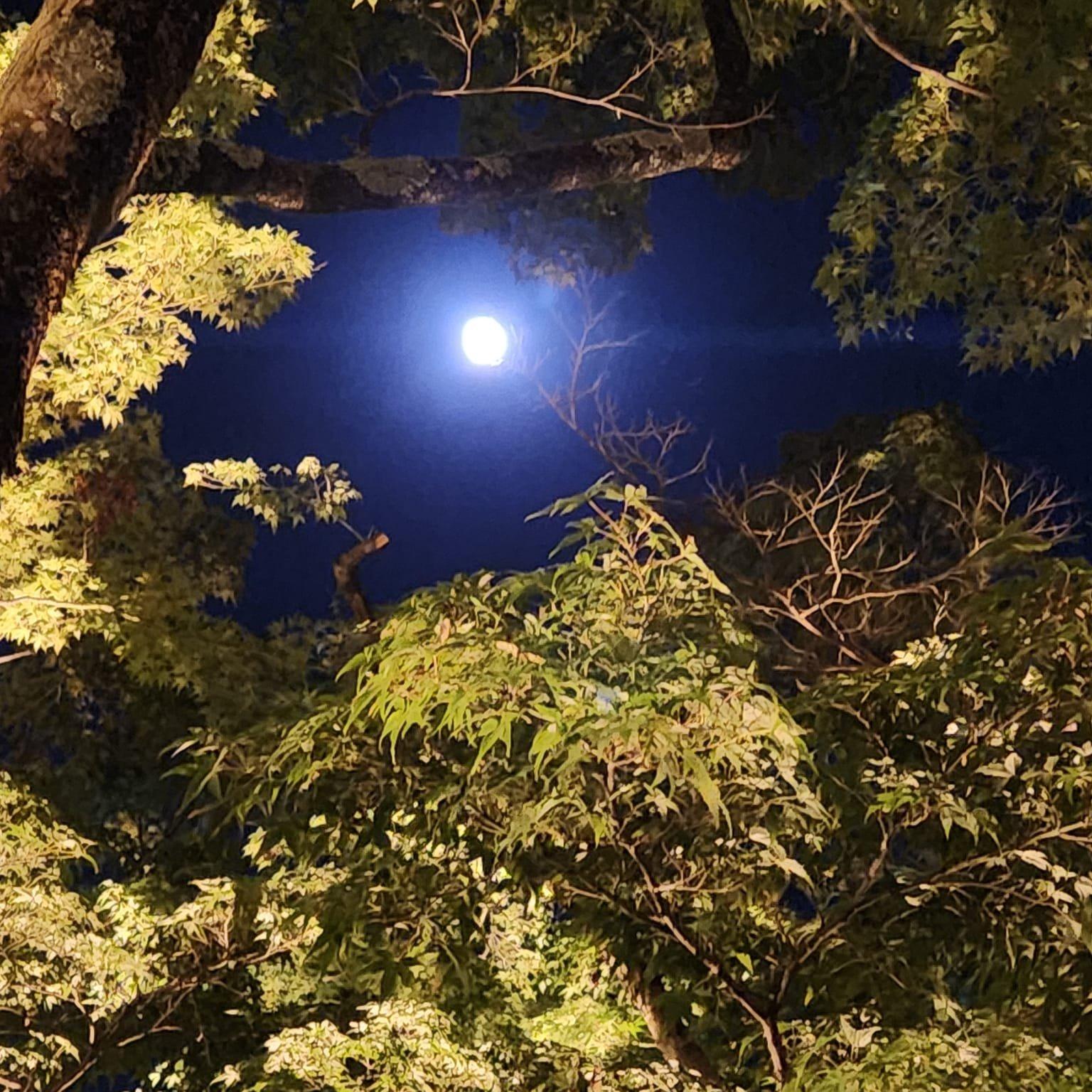 善峯寺