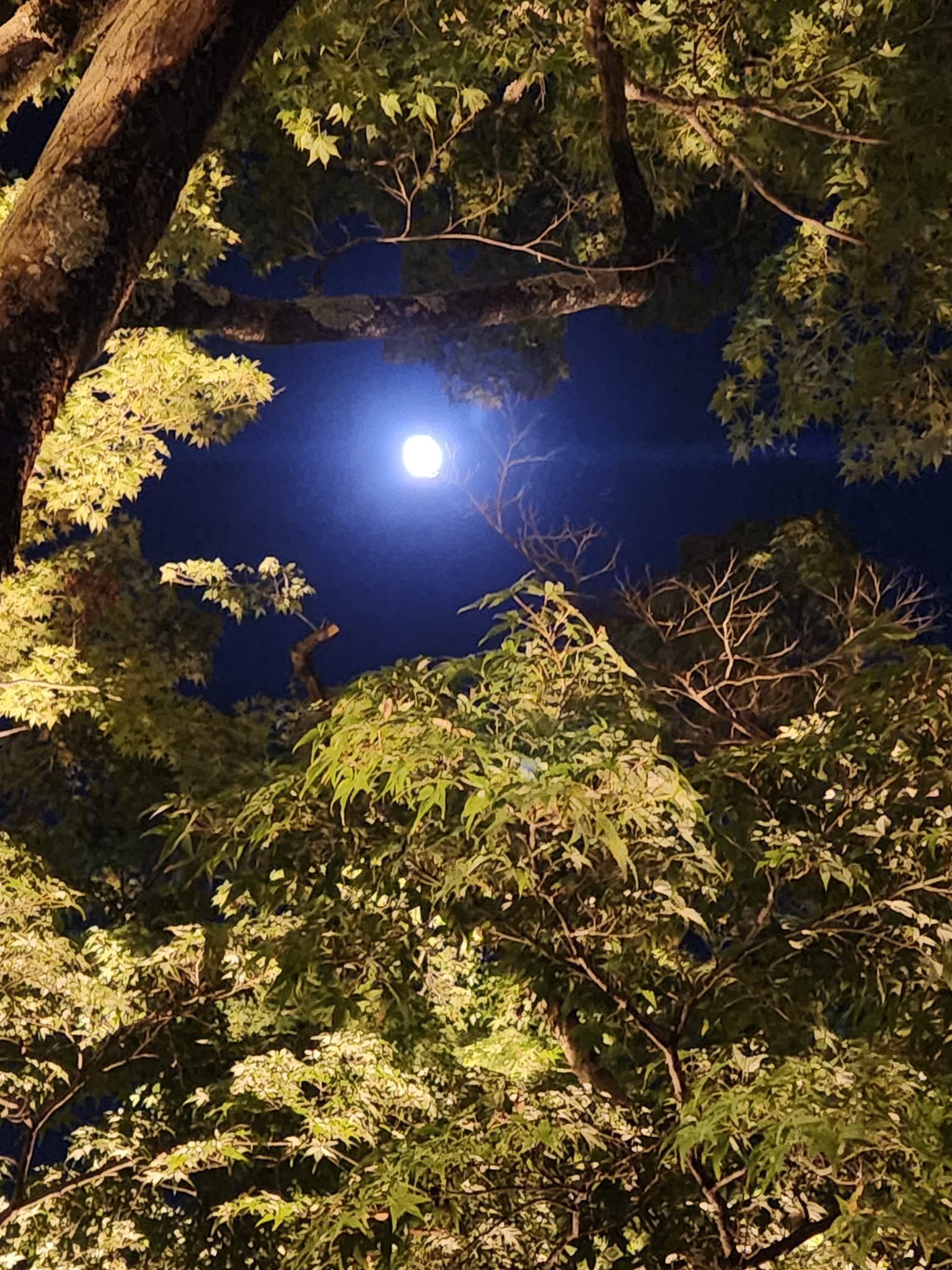 善峯寺