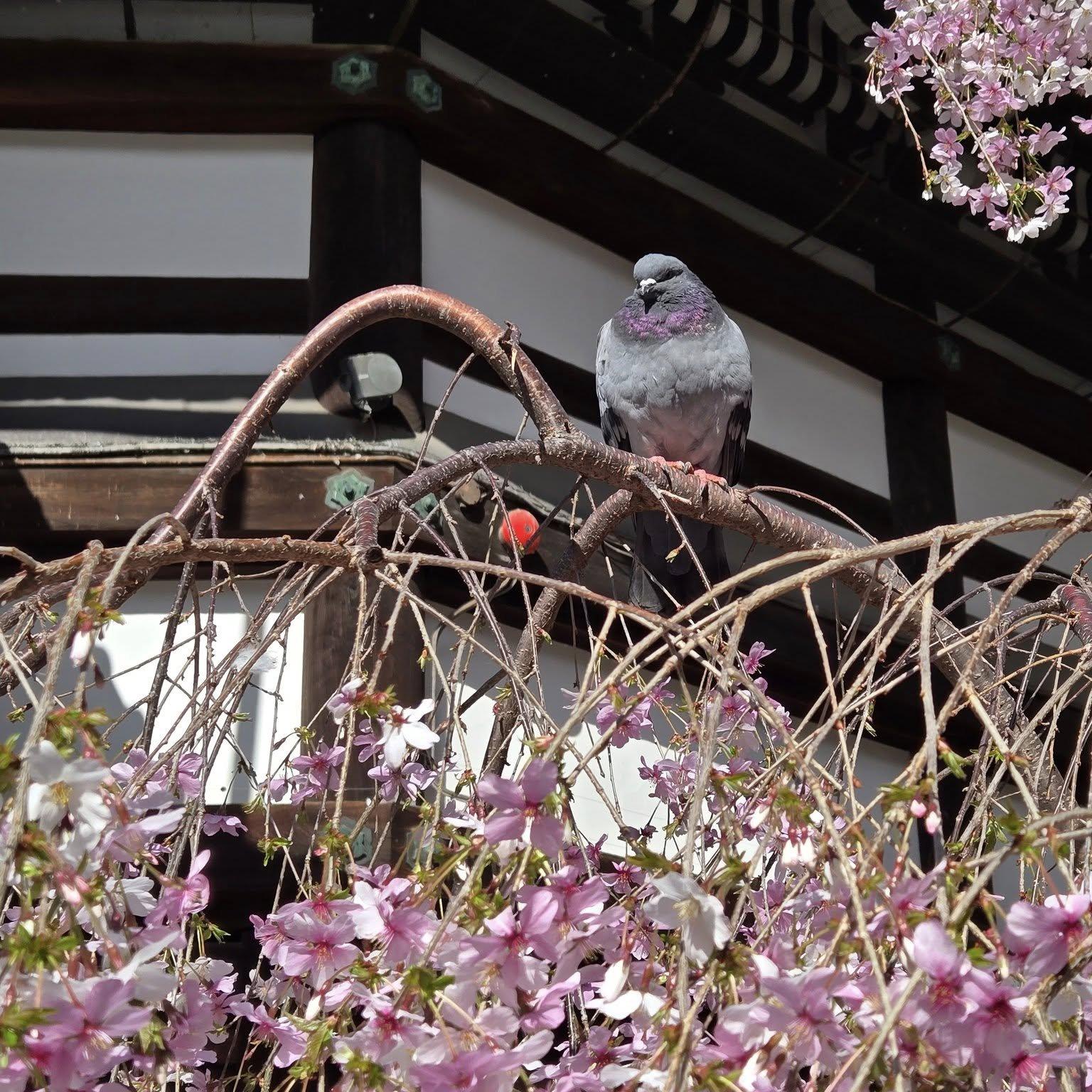 六角堂　頂法寺