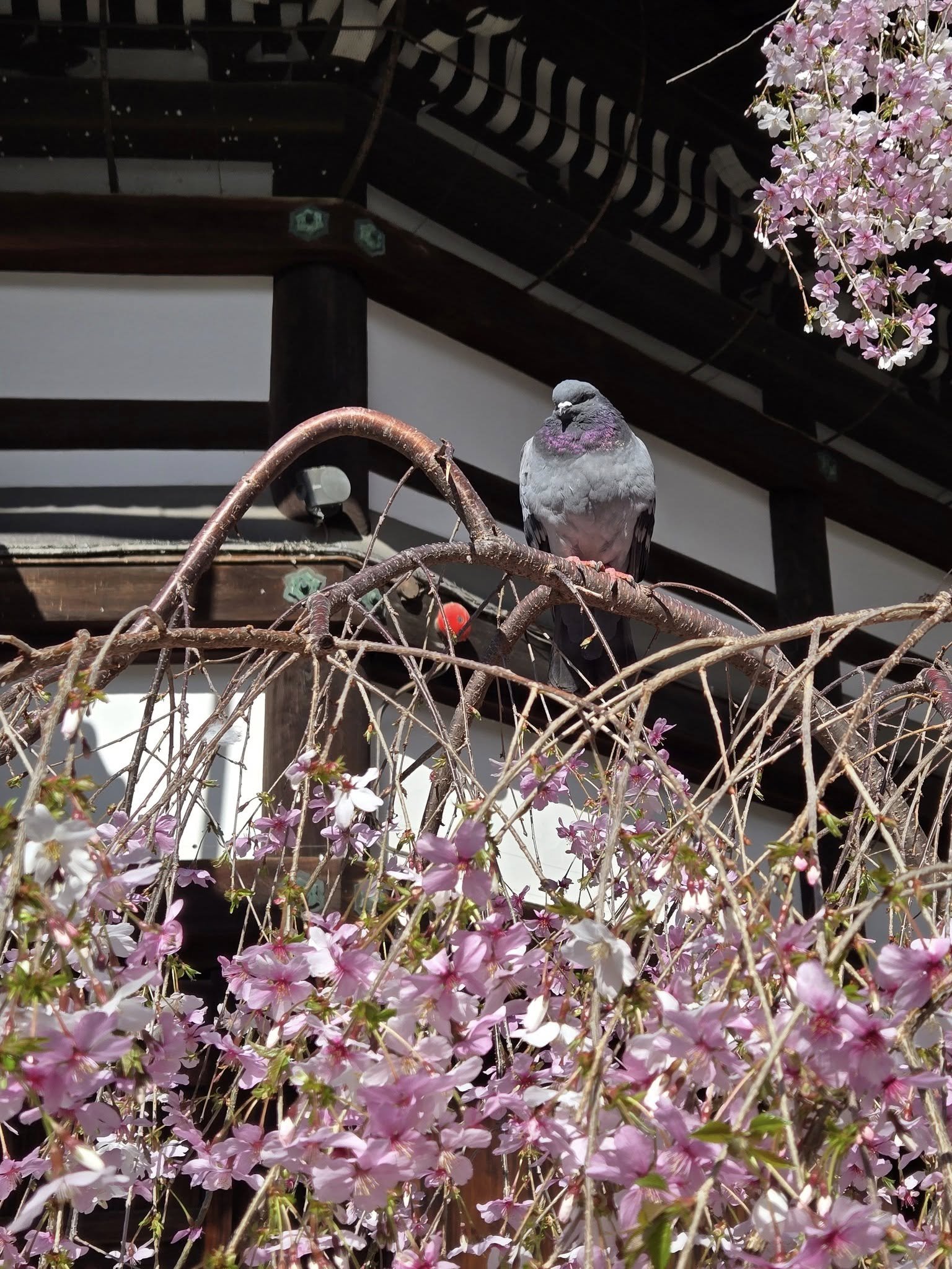 六角堂　頂法寺