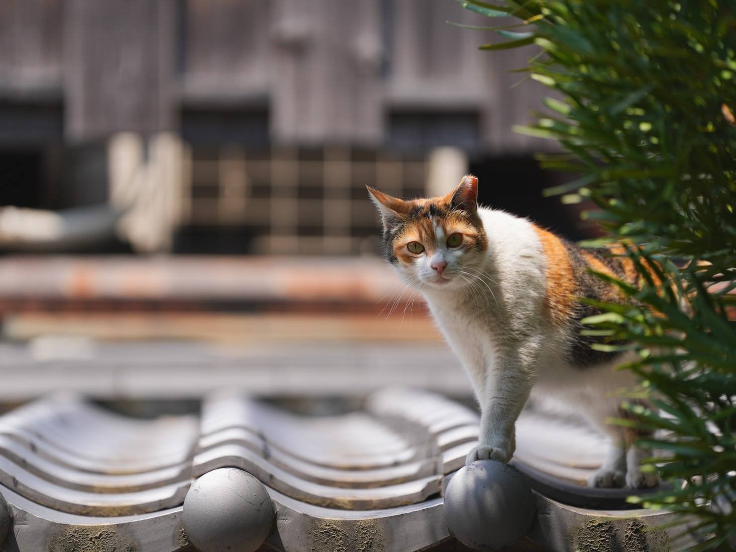 革堂　行願寺