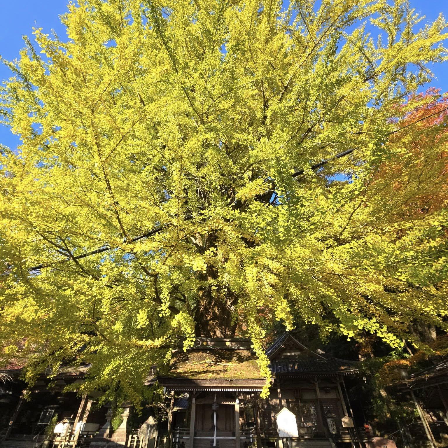 岩間寺