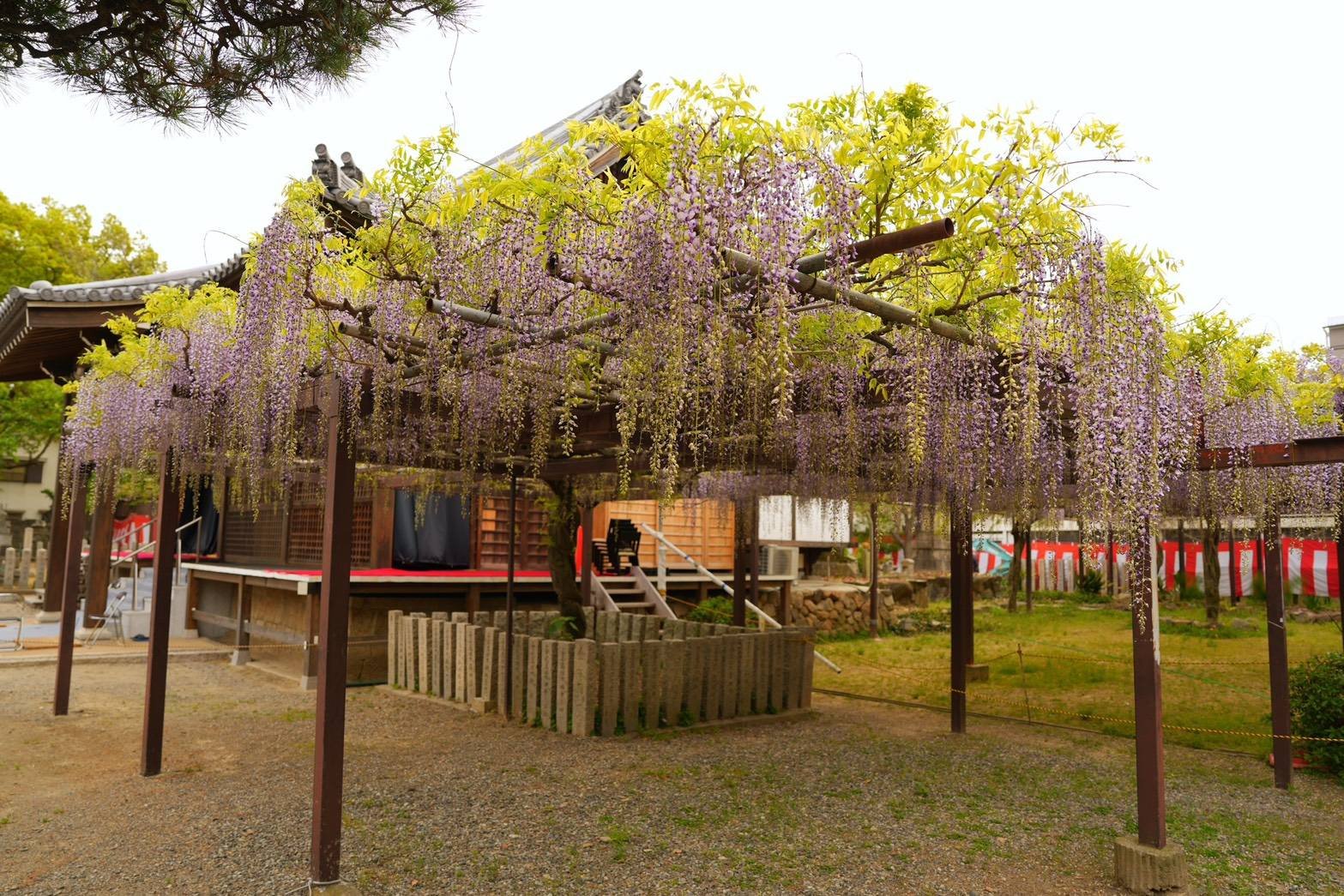 葛井寺