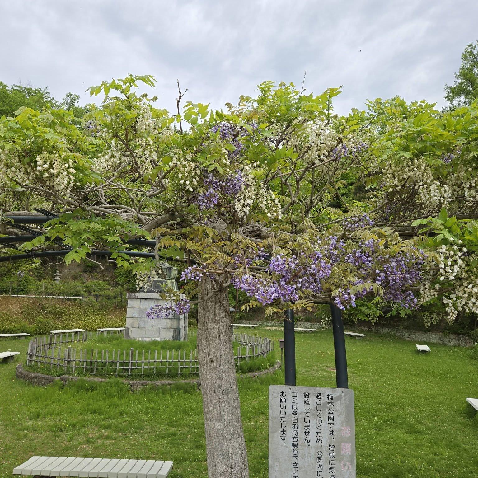 中山寺