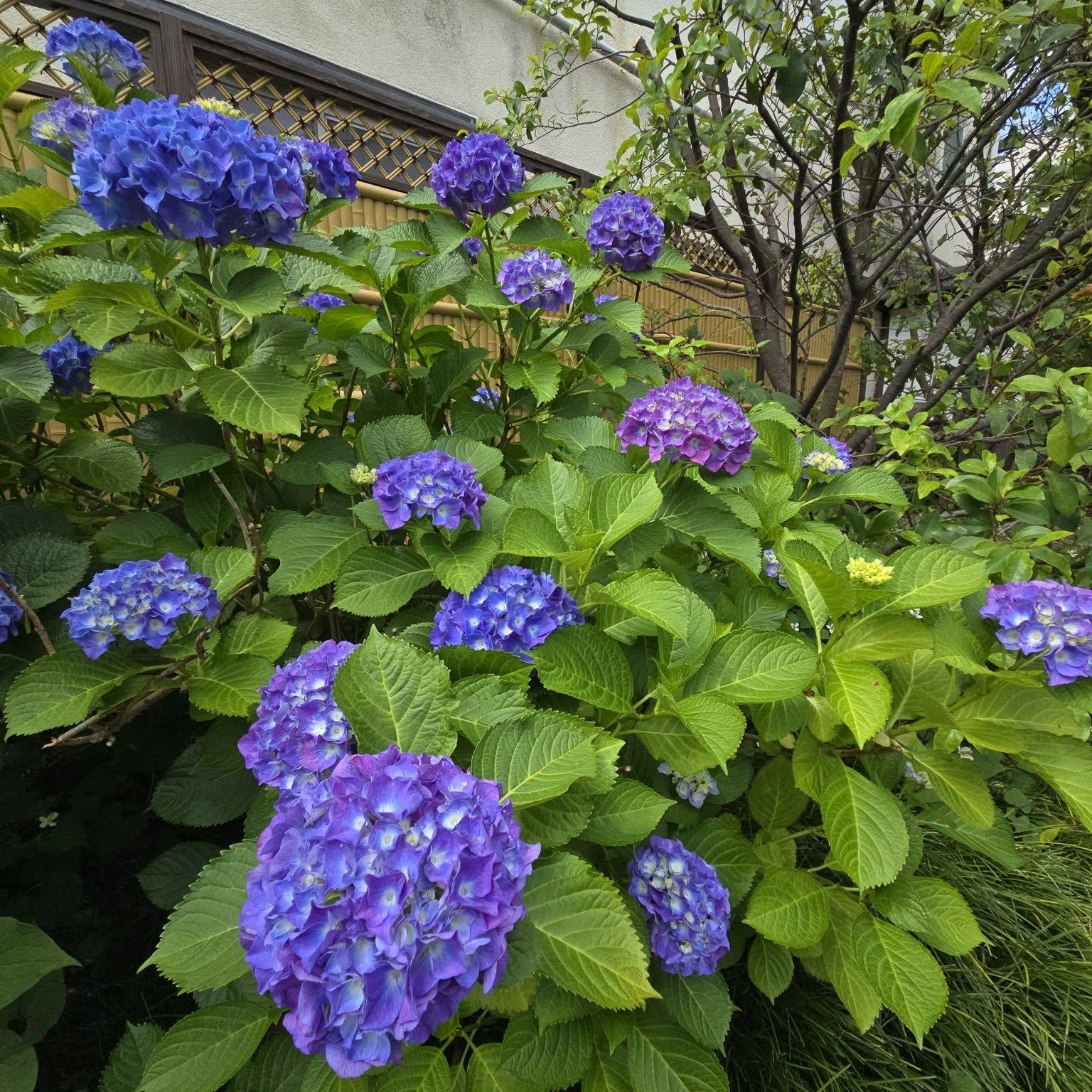 革堂　行願寺