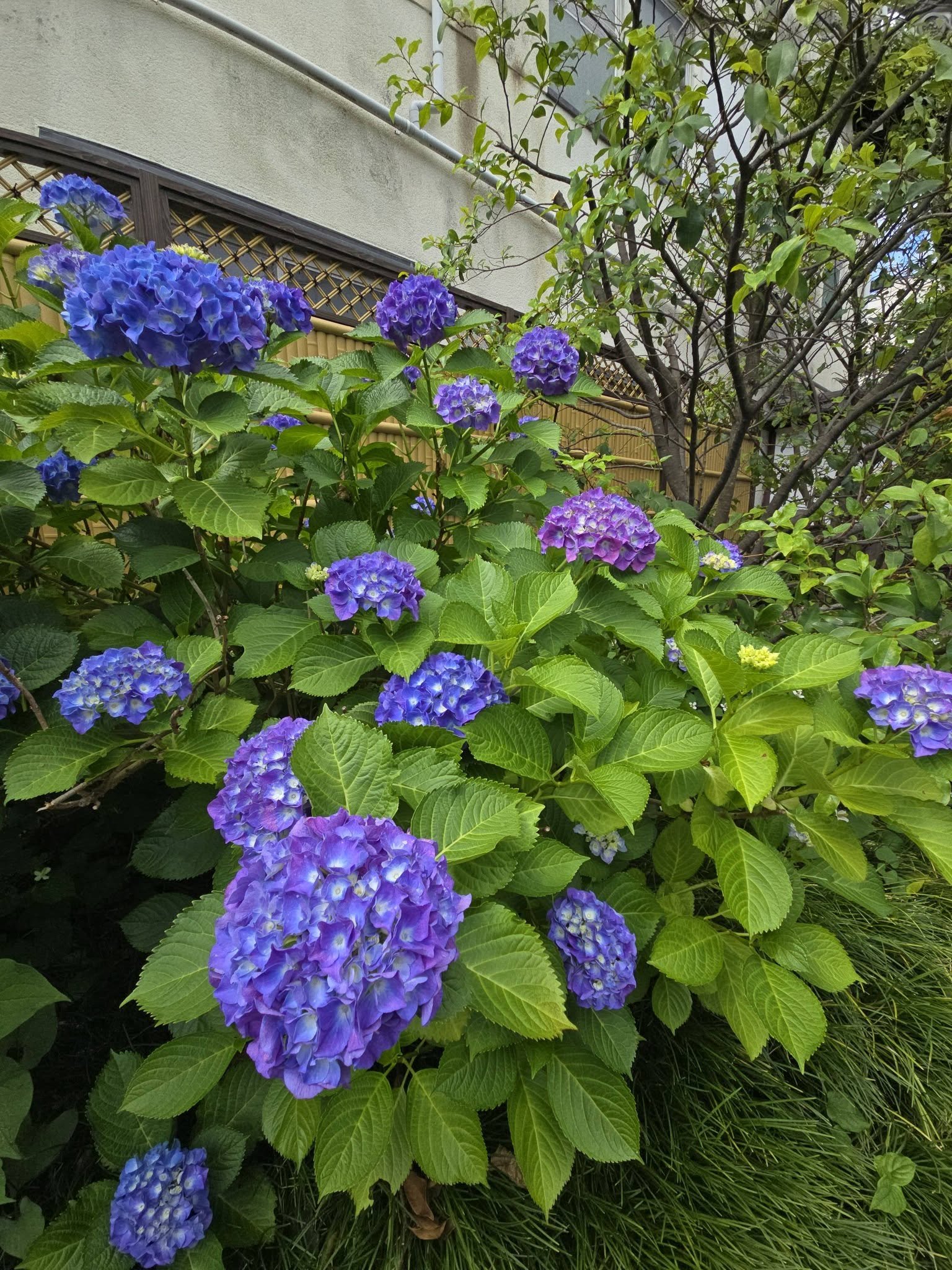 革堂　行願寺
