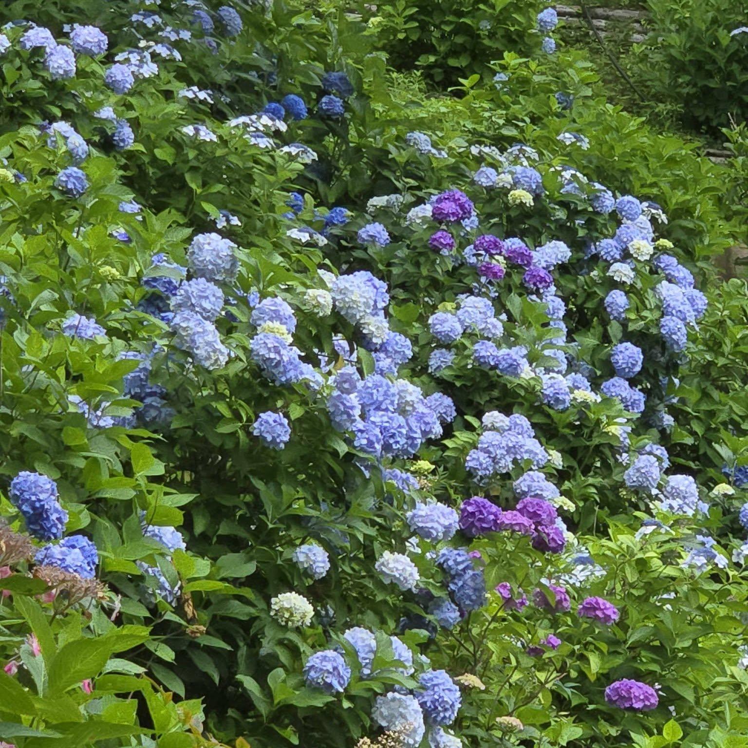 善峯寺