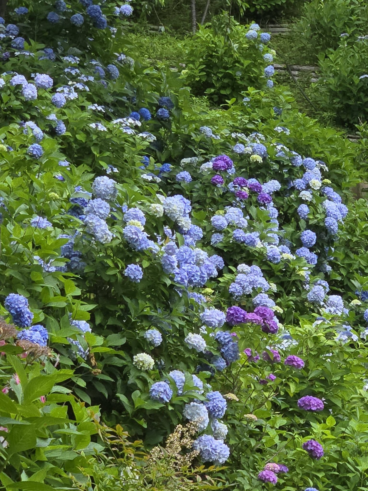 善峯寺