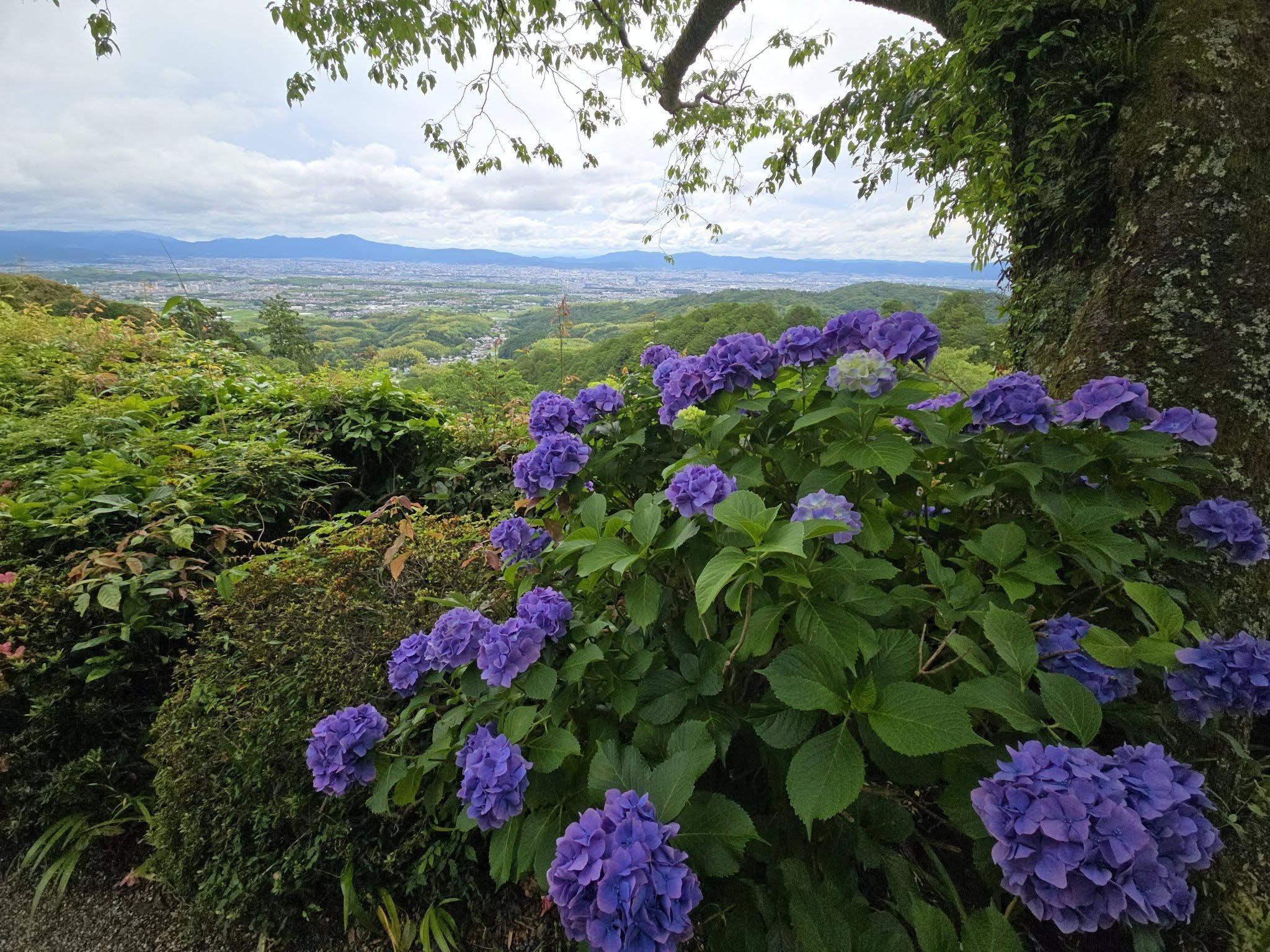 善峯寺