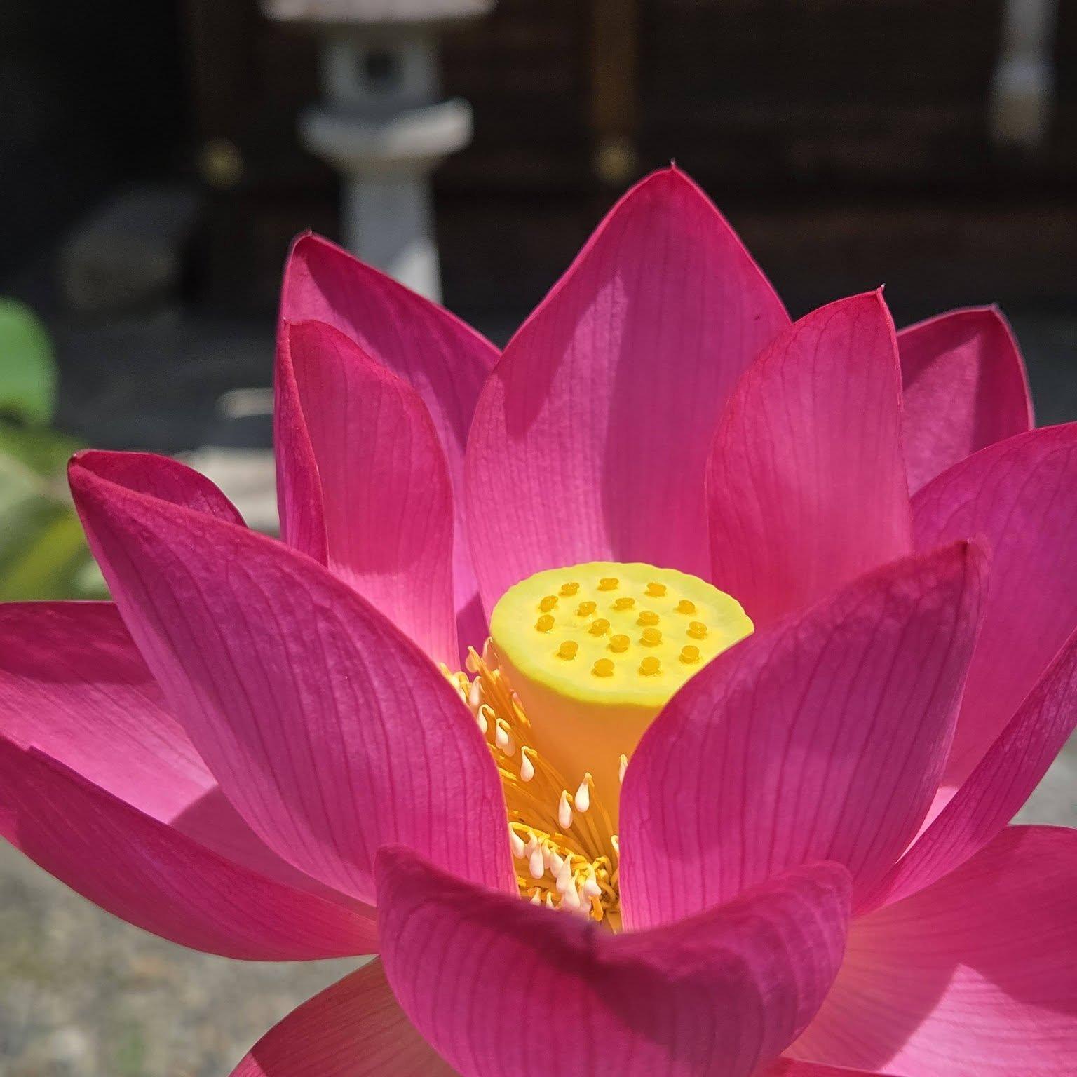 革堂行願寺
