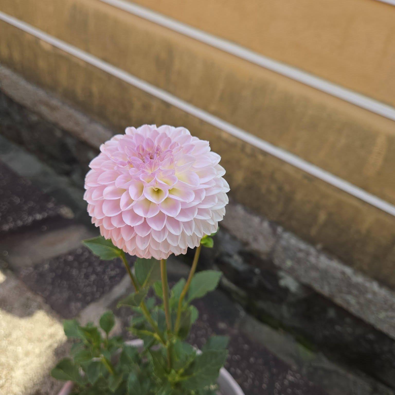 中山寺