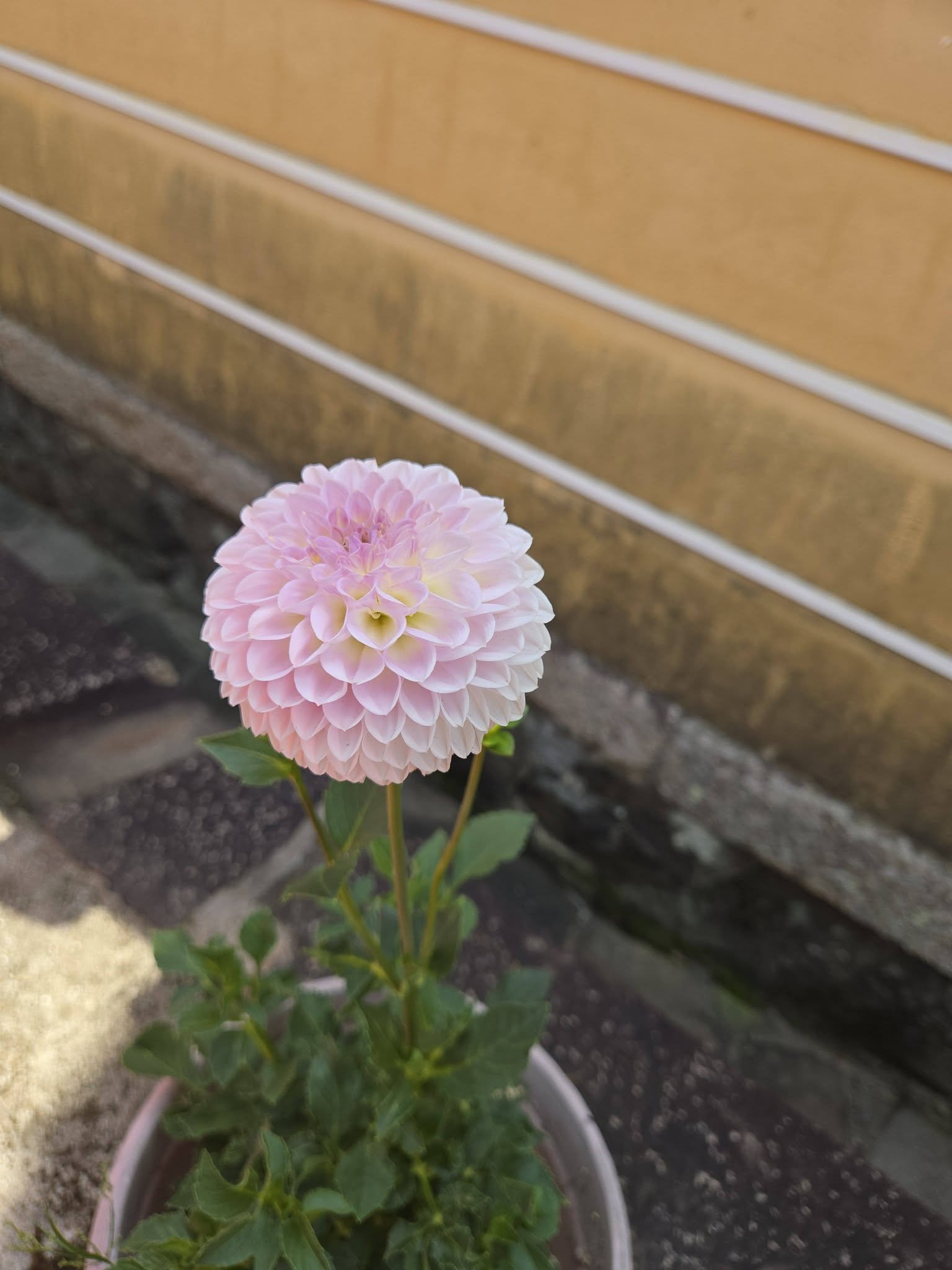 中山寺