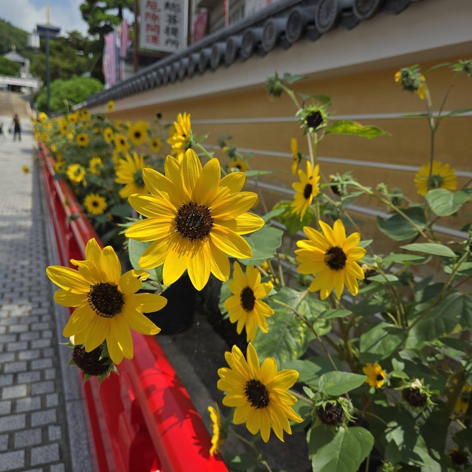 中山寺