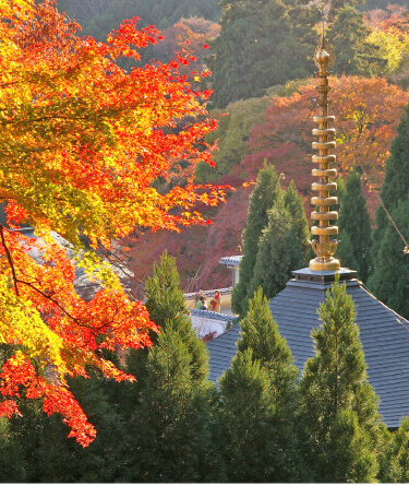 📿西国三十三所巡礼① - 散華にも期限があったとは -｜長畑ひろのり